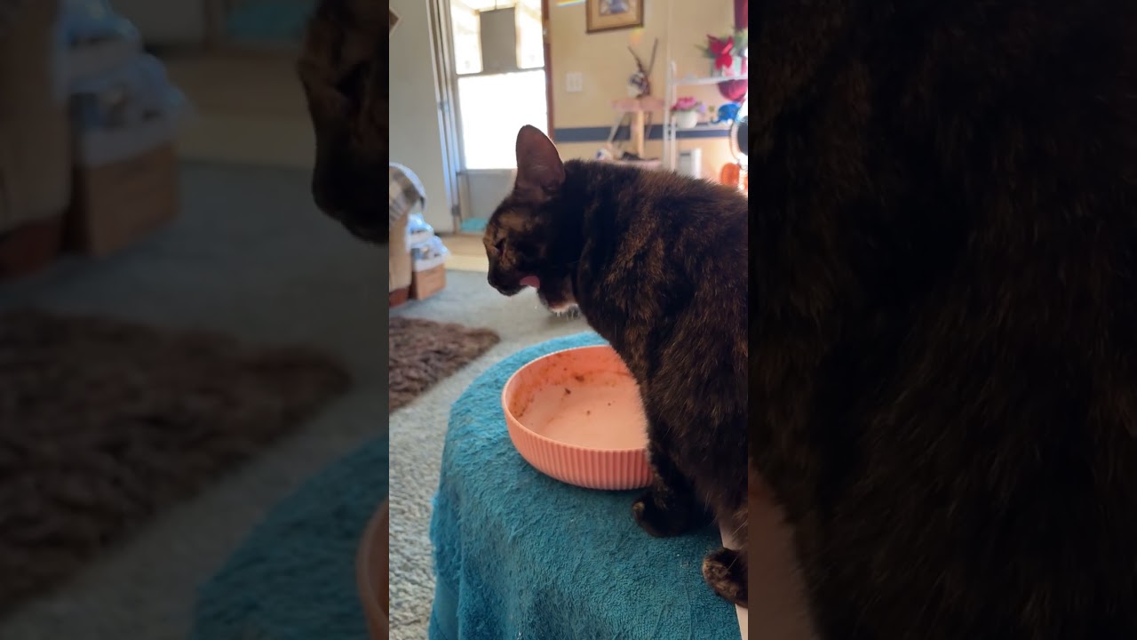 Молли помогает мне мыть посуду, ха-ха 😂 