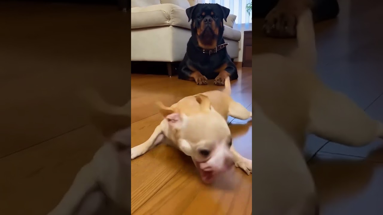 Who needs a red carpet when you have a sausage runway? 🐶🌭✨"