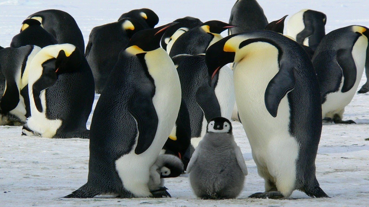 Penguin Video | Penguin Sound | Penguin Noose | Penguin Play | Penguin Walk