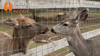 CWD and Game Farms  | Fresh Tracks Weekly (Ep. 118)