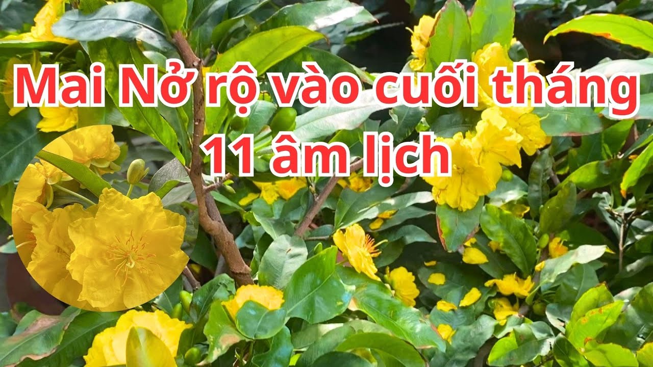 Mai Nở Rộ Vào Cuối Tháng 11 Âm Lịch