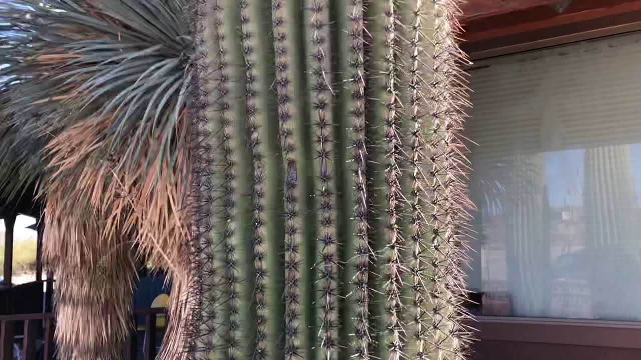 Saguaro of the Day: Longhorn Grill in Amado, AZ (“The One On The Right”)