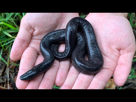 Criaturas EXTRAÑAS invaden MIAMI! Que es una cecilia??