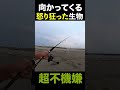 ［怒狂］陸に上げちゃあかんヤツ………