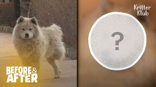 ThreeLegged Dog Abandoned Due To His Disability | Before & After Makeover Ep 2