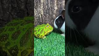 Rana Se Quiere Comer Un Conejito.