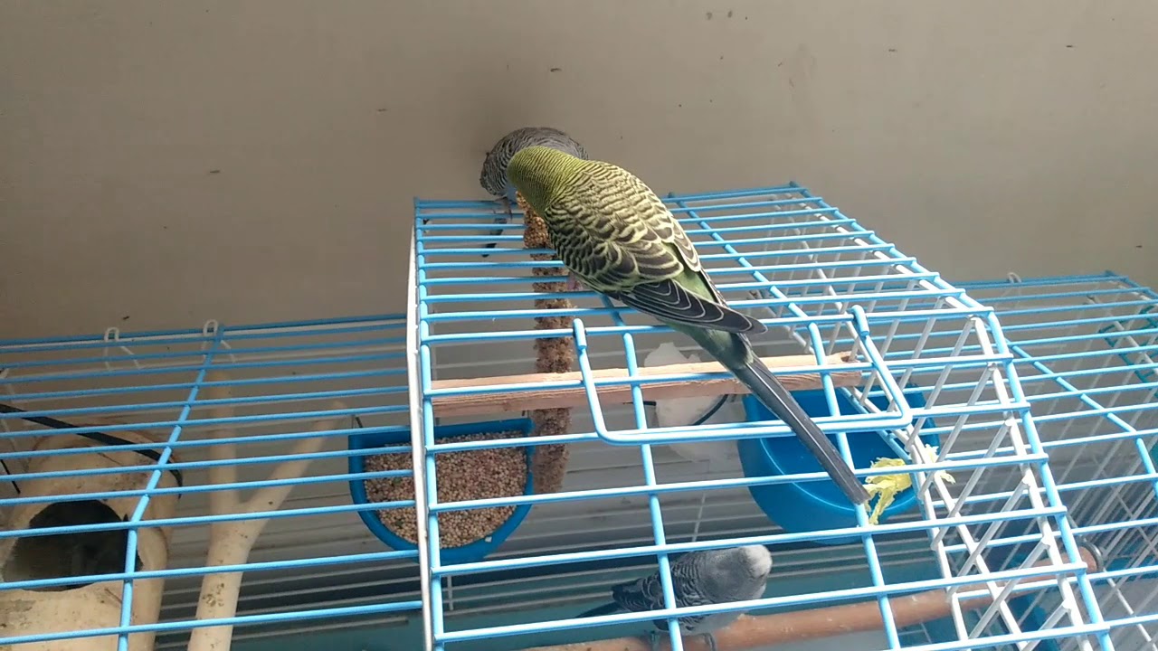 Periquitos comiendo panizo