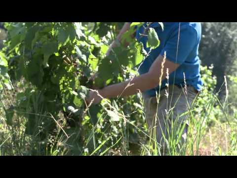 Лучшее из Германии: рислинг