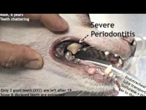 What To Do About A Cat S Rotten Tooth What To Do About A Cat S Rotten Tooth