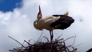 Stork bill clapping