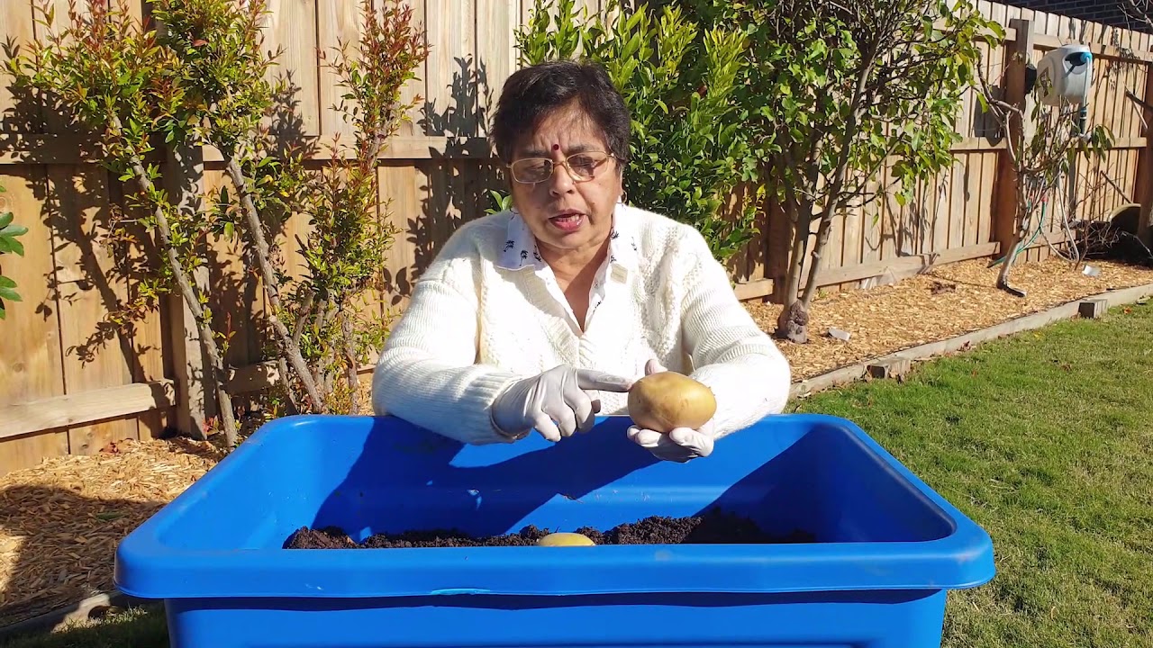 E03: How To Grow Organic Potatoes 