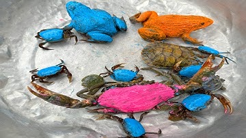 Kem Ốc và cua Chanel lái xe công nông bắt được con ếch cam, cua xanh, cua hồng, con rùa, cá sấu.