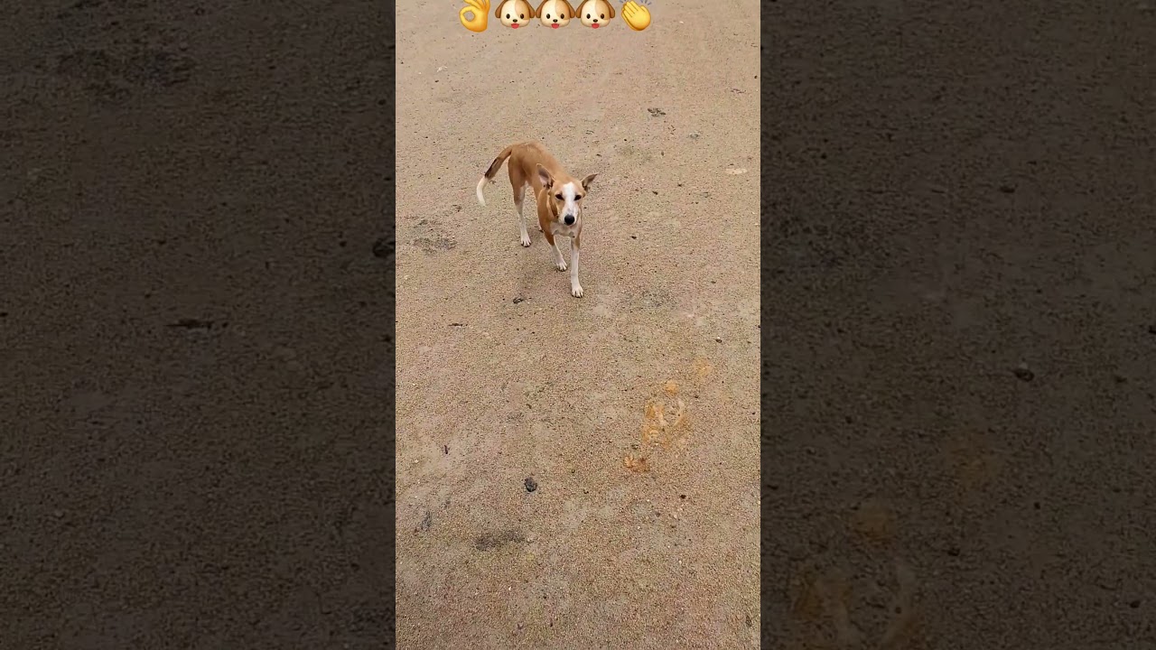Puppy video tamil  
