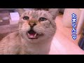 《3日絶食猫》腹ペコ通い猫にチキンを茹でたら匂いに大興奮!激しいおねだり攻撃にパパさんタジタジ…2匹で奪い合い勃発…そしてラストに通い猫「ぱくちゃん」が人の言葉をしゃべった!?【しゃべる猫】