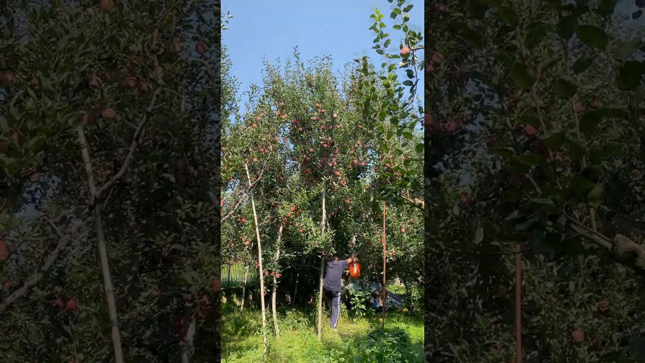Harvesting This Beautiful Apple Tree 😍