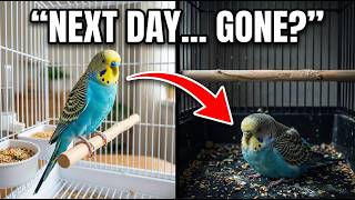 Your Budgie Looks Fine… Then Dies Overnight? (5 Deadly Mistakes You’re Making)