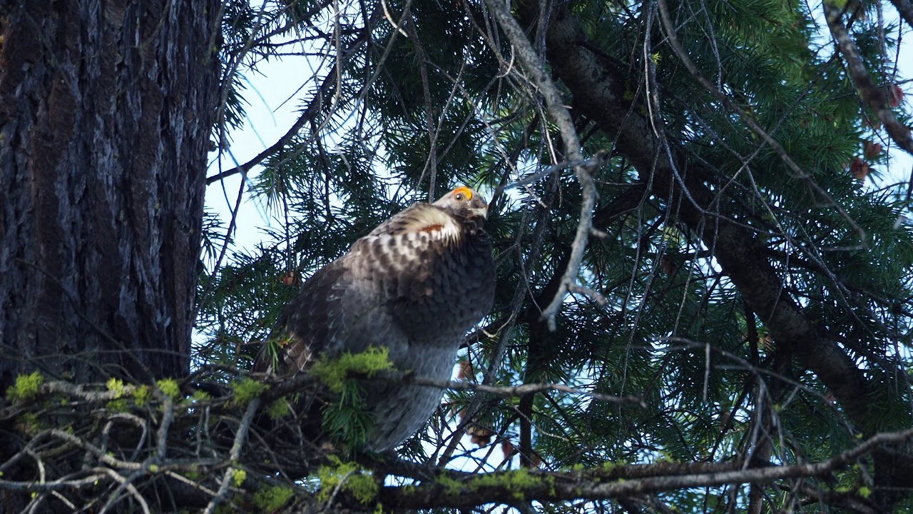 Sooty Grouse calling from a tree 