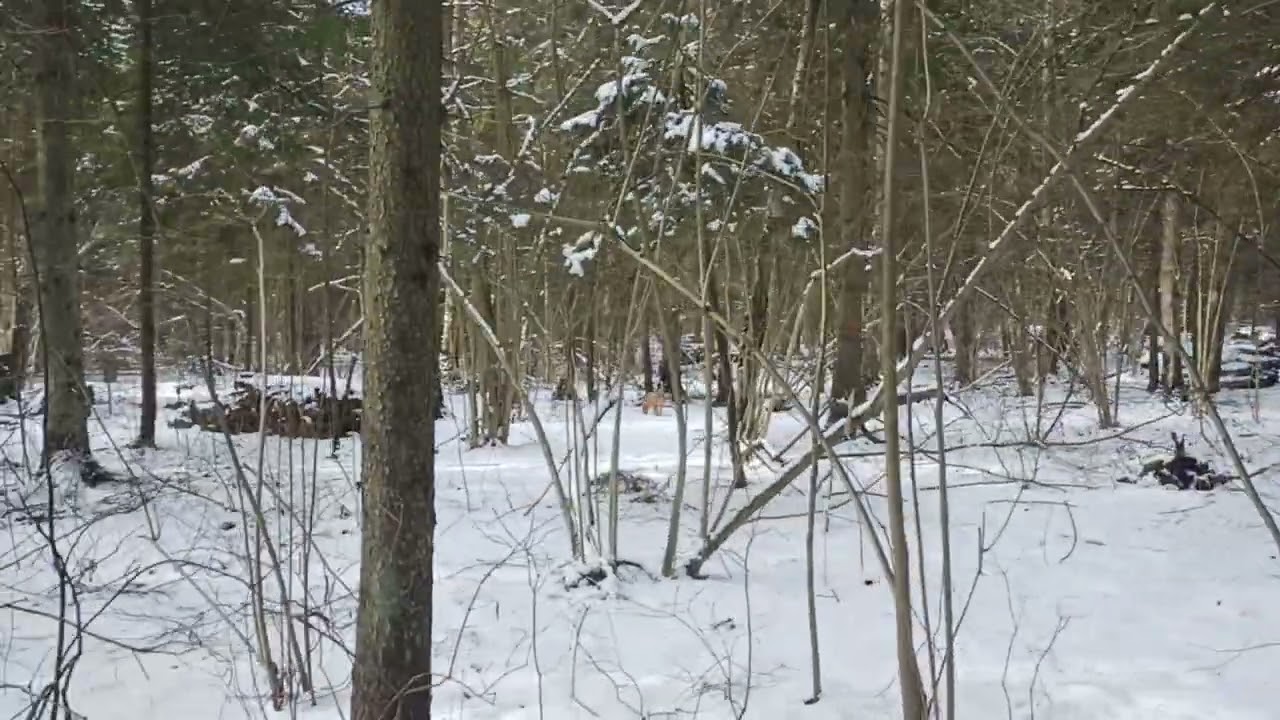 Рада гуляет. #americanstaffordshire