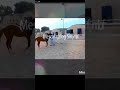 يلا يا يلا يا تاريخ تعال
