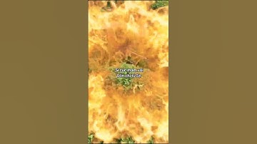 Chỉ cần bỏ ra 5tr bạn đã có thể trở thành đại lý hoa cúc mâm xôi bên chúng tôi#cucmamxoi #hoatet2025