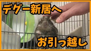 デグー新居へお引っ越し(サンコー　イージーホム40ハイ)