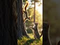 Squirrel Escapes Wild Cat | AI Viral Nature Moment #viral #ai #shorts #usa #europe #viralshorts