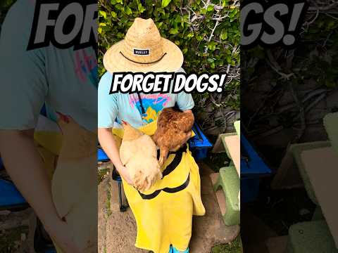 FORGET DOGS My Chickens Are Actually Cuddlier