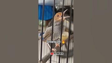 PRENJAK KEPALA MERAH SEDANG OVER BIRAHI‼️ #prenjaktamu