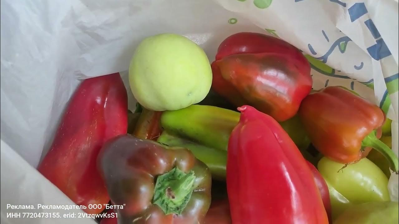 Рубиновый перец с толстыми стенками , куст, облеплен плодами - YouTube