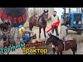 4 тонна ТРАКТОР ТАРТКАН АТ 😱 мындай болгон эмес 👍ГРЕЙДЕР АТ ЭКЕН