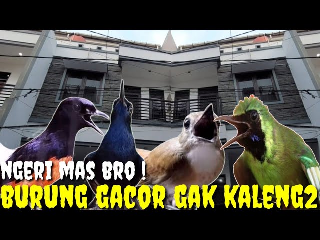 TERCIDUK ! TERNYATA RUMAH 3 LT INI DI JADIKAN MARKAS BURUNG2 GACORAN JOS GANDOS class=