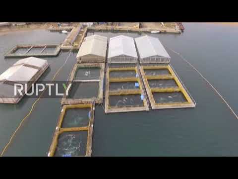 Russia: Drone captures ‘whale prison’ in Nakhodka Bay