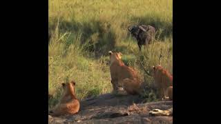 How A Lion Pride Hunts Prey Cat Attack Tics Part2