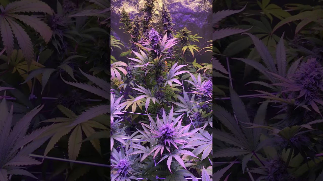 Day 60 Flower Update