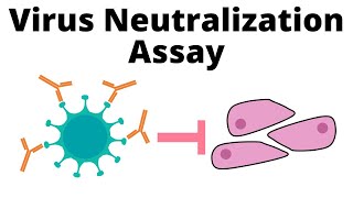 Antibodies effective against Omicron? - Serum Virus Neutralization assay