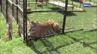 Circuses Are No Fun For Animals