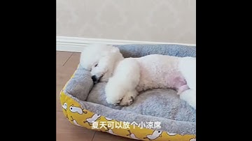 🐾 Nệm Lót Lông Ấm Áp Cho Chó Mèo – Sự Lựa Chọn Hoàn Hảo Cho Mùa Đông! 🐾