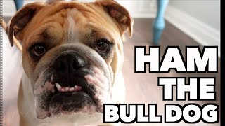 Ham The Bulldog Sound Effect Library Dog Barks, Growls, Slobbers, Grunts, Sniffs, Snorts, & More