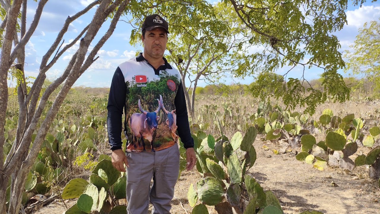 INICIANDO O CORTE DA PALMA PARA O GADO 