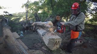 Husqvarna 460 Rancher VS. Casuarina Tree