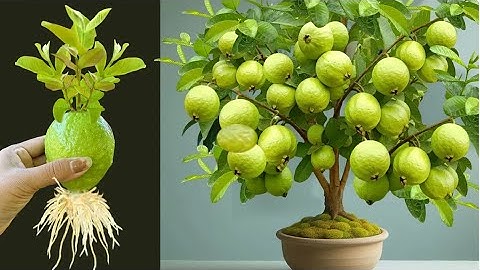 🌿New technique propagate guava tree by air layering using onion juice🧅