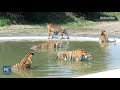 Siberian tigers train to survive in the wild in Heilongjiang, China