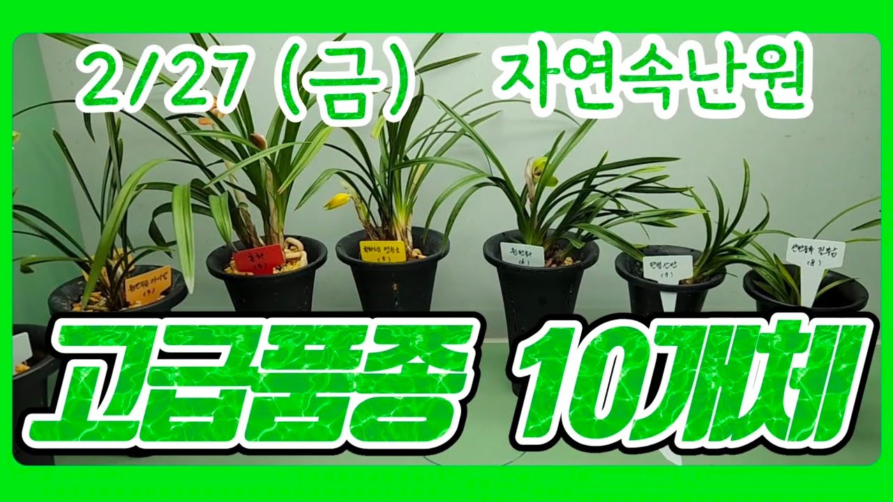 [2월 27일] 홍화, 수정단엽(사계란), 아사달, 홍화, 영춘소, 원판화, 단엽산반, 질부금, 만홍, 입변복륜 올려봅니다.