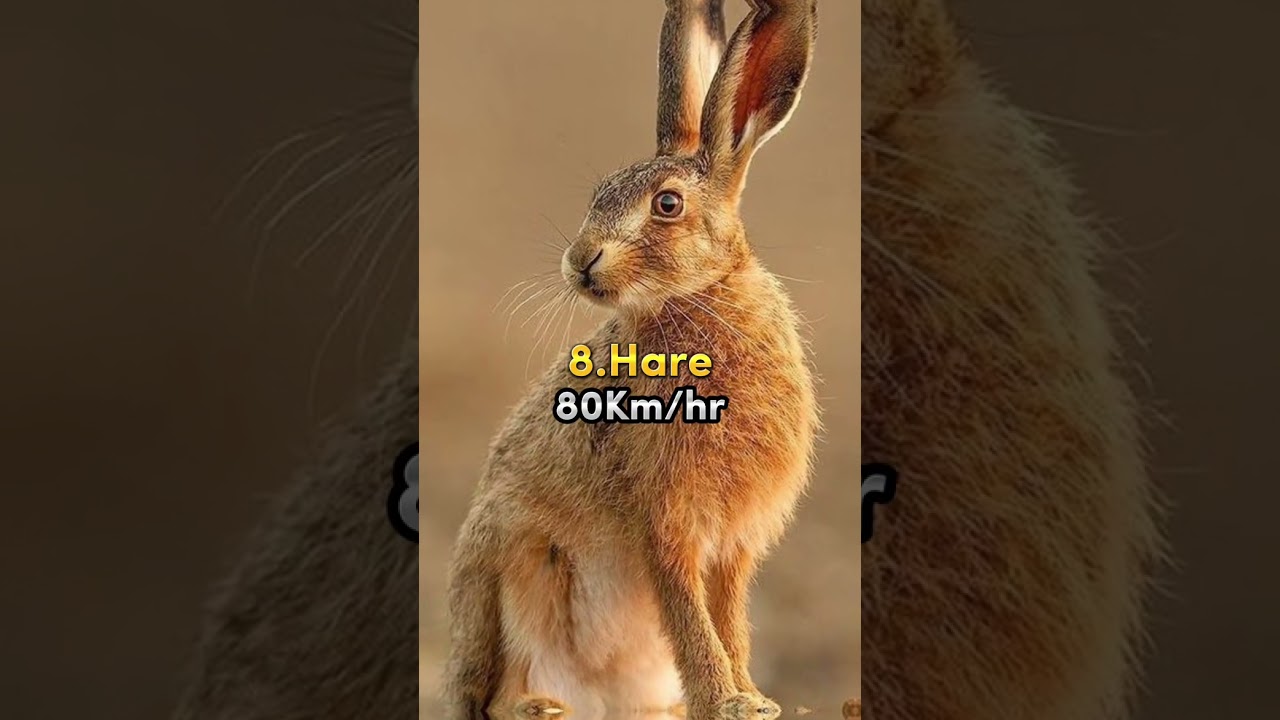 Dunyodagi top 10 eng tez xayvonlar