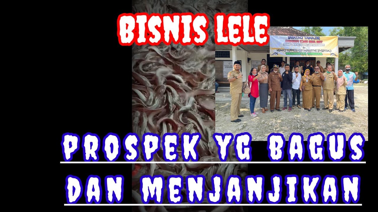 Budidaya lele yg menguntungkan dengan benih unggul(cuplikan) 