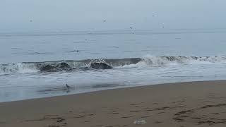 Delfines en playa Chorrillos - Huacho.