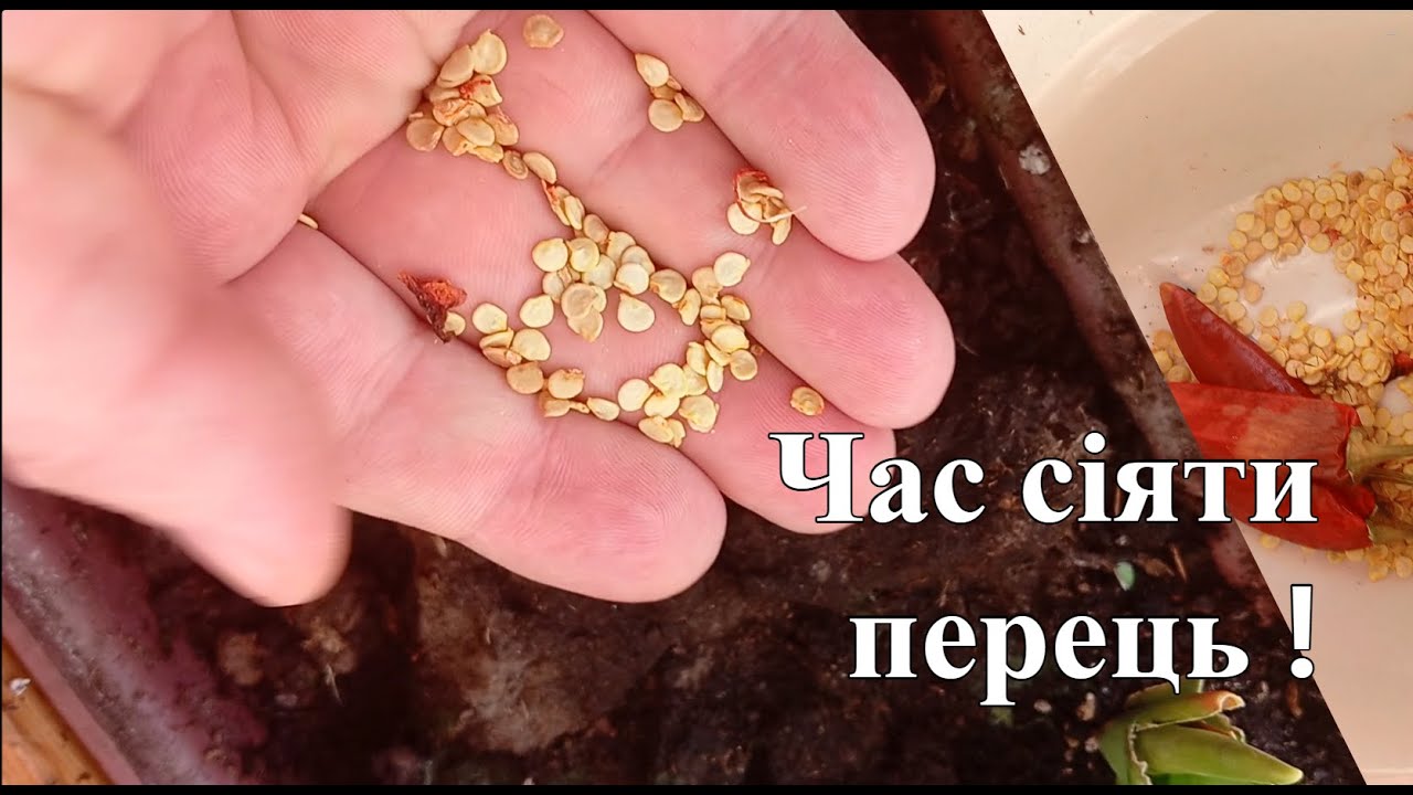 Лучшие дни для посева перца в 2026 году