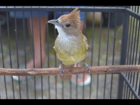 Featured image of post Burung Jenggot Mini Jawa Masteran cucak jenggot jawa ini cocok sekali buat materi isian burung jagoan anda
