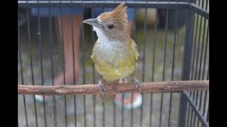 Featured image of post Suara Burung Jenggot Mini Sebagai contoh suara lovebird kami sediakan suara lovebird juara kontes suara masterannya suara untuk memancing bunyi suara lovebird