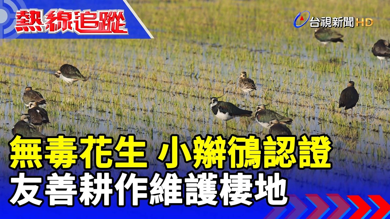 無毒花生 小辮鴴認證 友善耕作維護棲地【熱線追蹤】